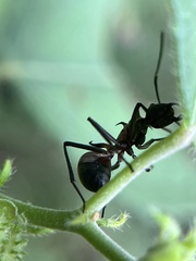 Polyrhachis bihamata