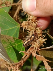Orvasca subnotata