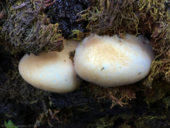 Cryptoporus volvatus