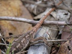 Diporiphora