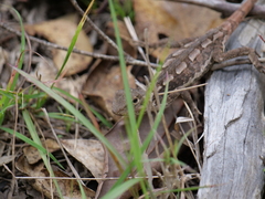 Diporiphora