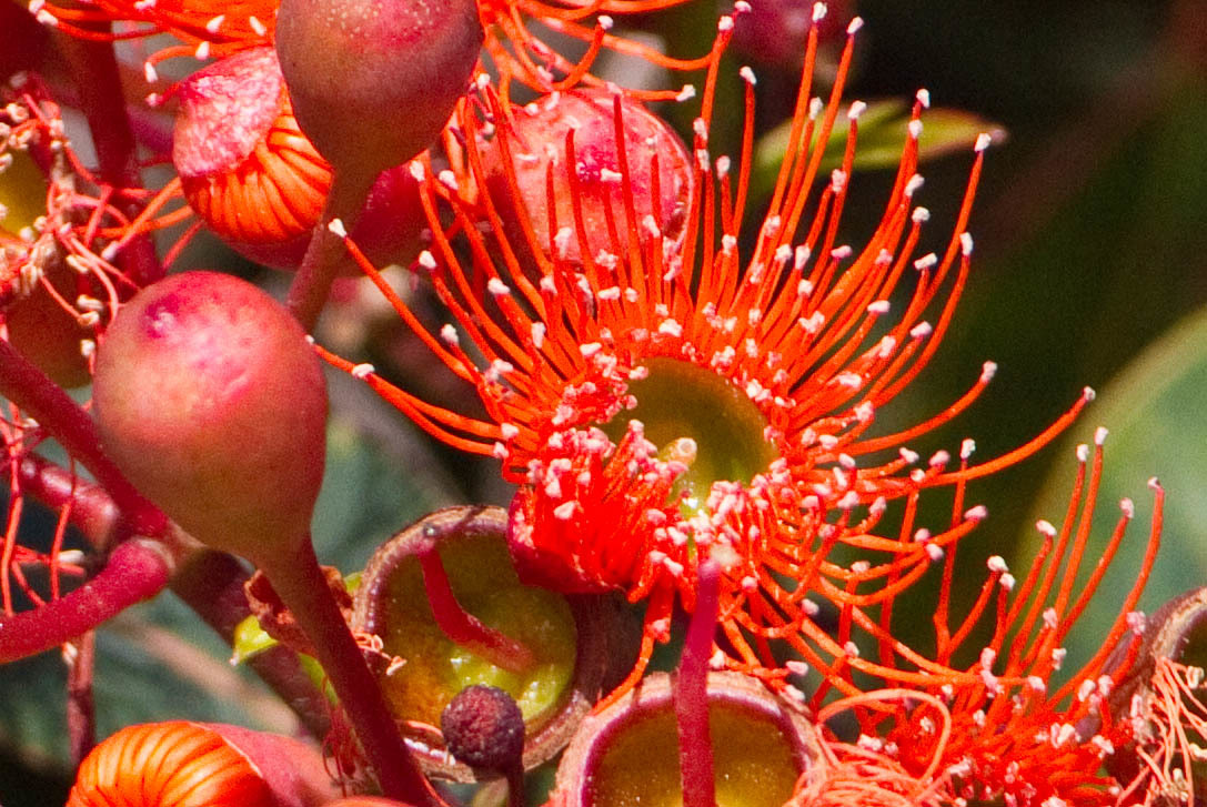 Red Flowering Gum  Unusual and Exotic Australian Native Flowers