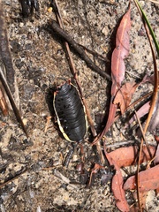 Polyzosteria limbata