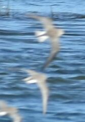 Calidris alpina
