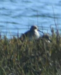 Calidris alpina