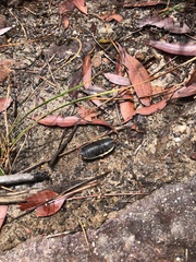 Polyzosteria limbata