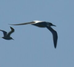 Thalasseus sandvicensis