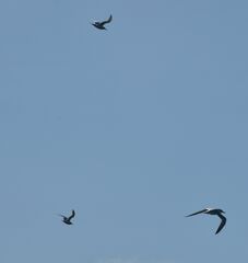 Thalasseus sandvicensis