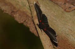 Melanis acroleuca acroleuca