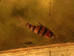 Desmopuntius hexazona