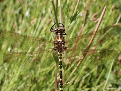 Synthemis eustalacta