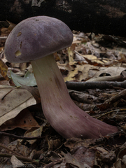 Tylopilus violatinctus