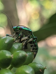 Chrysocoris stollii