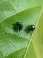 Chrysocoris stollii