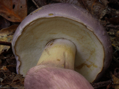 Tylopilus violatinctus