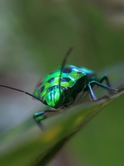 Chrysocoris stollii