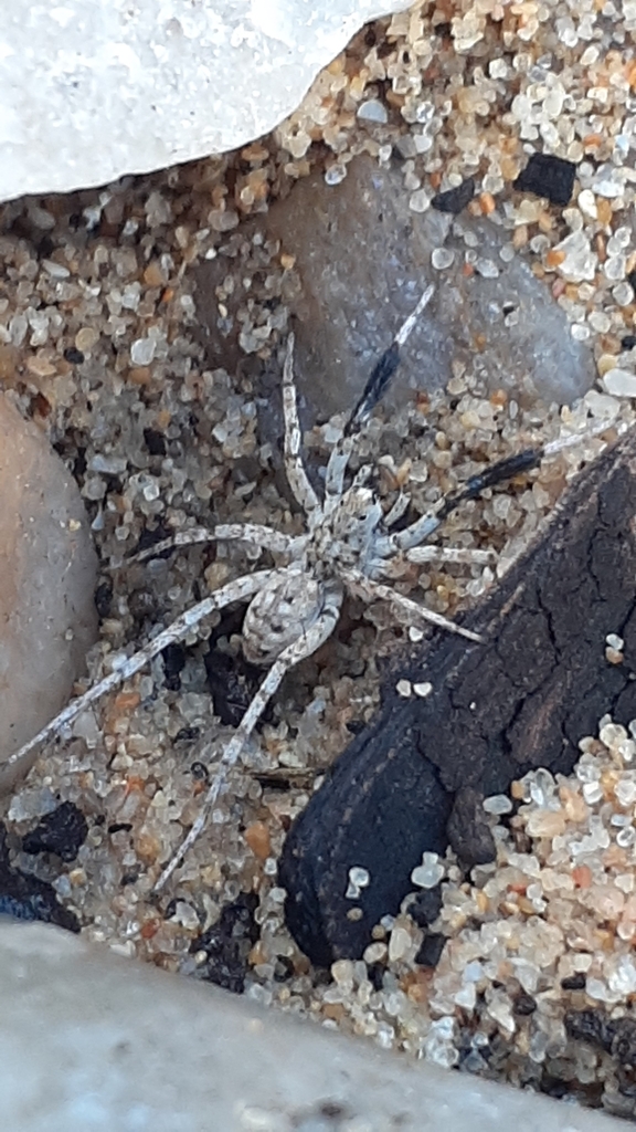 Evippomma plumipes