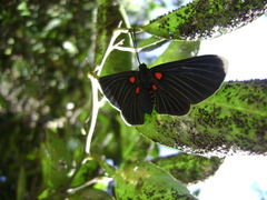 Melanis acroleuca acroleuca