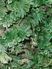 Crepidomanes minutum