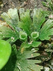 Crepidomanes minutum