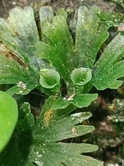 Crepidomanes minutum