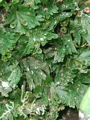 Crepidomanes minutum