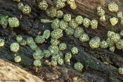 Trichoderma chromospermum