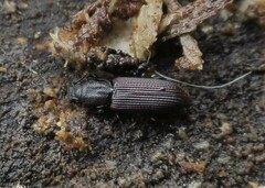 Pycnomerus depressiusculus