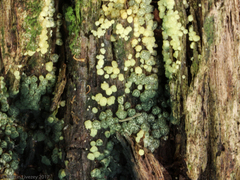 Trichoderma chromospermum