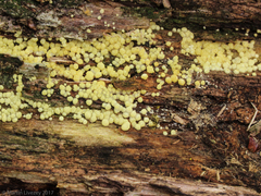 Trichoderma chromospermum