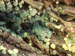 Trichoderma chromospermum