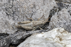 Phaulacridium marginale