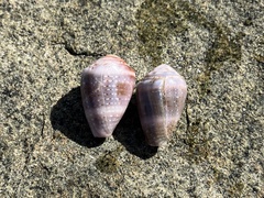 Conus coronatus