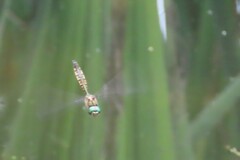 Hemicordulia armstrongi