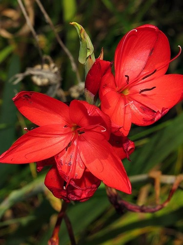 Hesperantha image