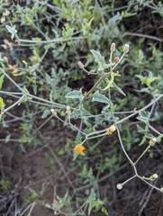 Bebbia atriplicifolia