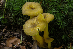 Hygrocybe caespitosa