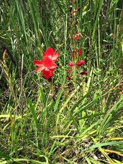 Hesperantha coccinea image