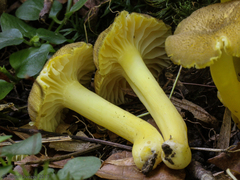 Hygrocybe caespitosa
