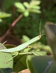 Orthodera
