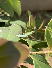 Orthodera