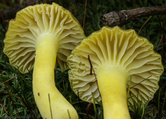 Hygrocybe caespitosa