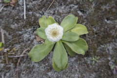 Craspedia uniflora