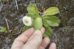 Craspedia uniflora