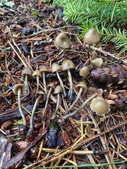 Psilocybe pelliculosa
