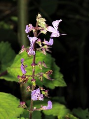 Plectranthus