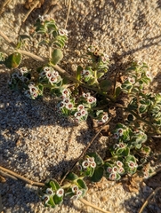 Euphorbia leucophylla