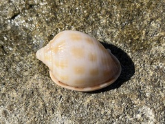 Phalium areola