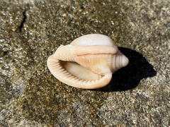 Phalium areola