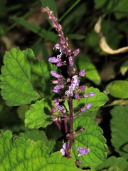 Plectranthus